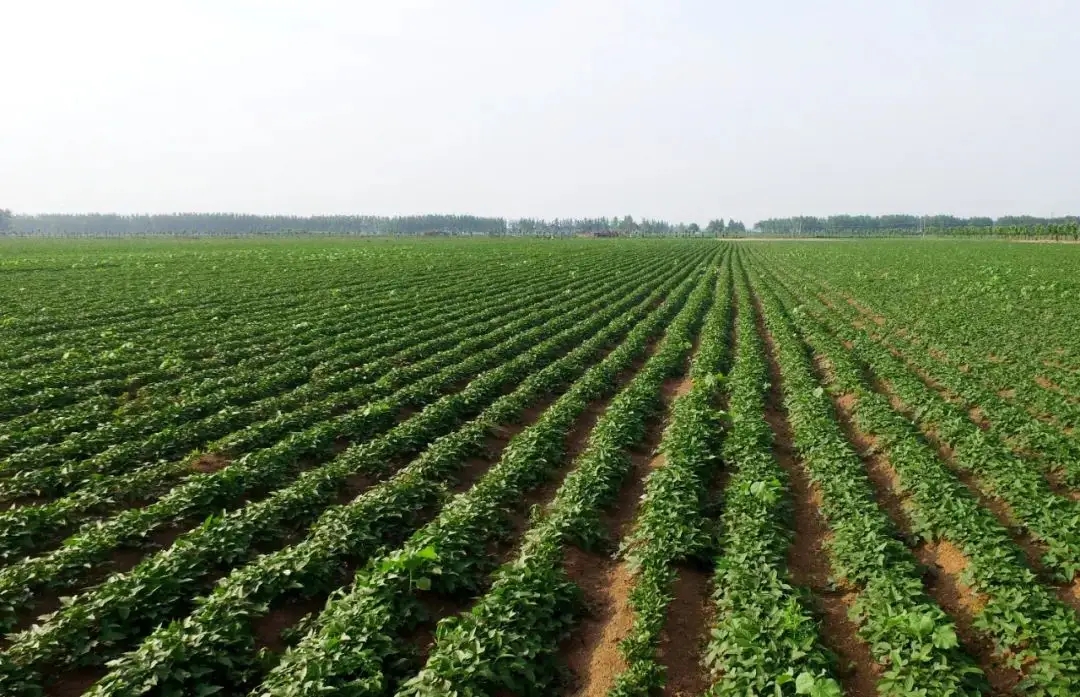 1669112954688443.jpg 1669112954688443.jpg